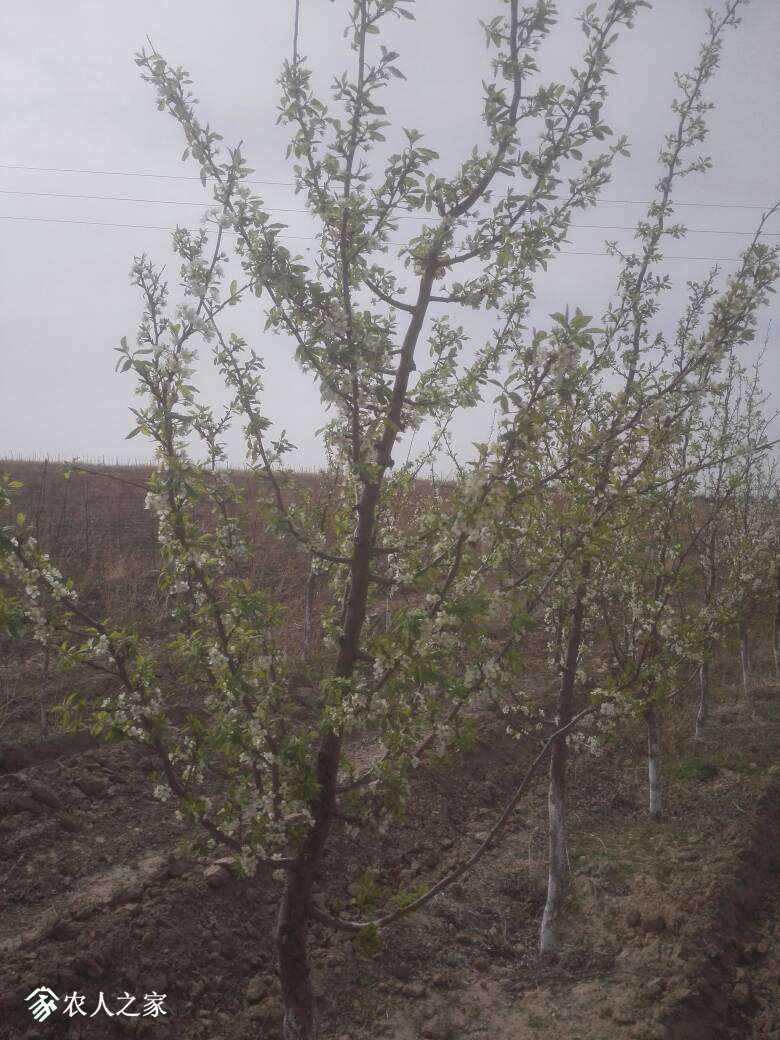 095626ia99eljee0ev44ov.jpg