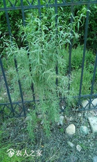IMG_20170823_195529.jpg