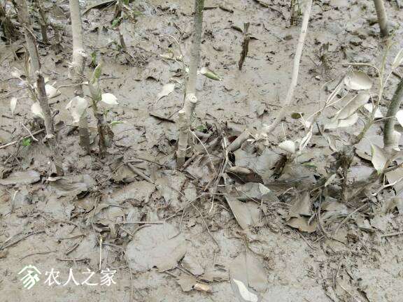 130517wdpztylyoowqoppq.jpg