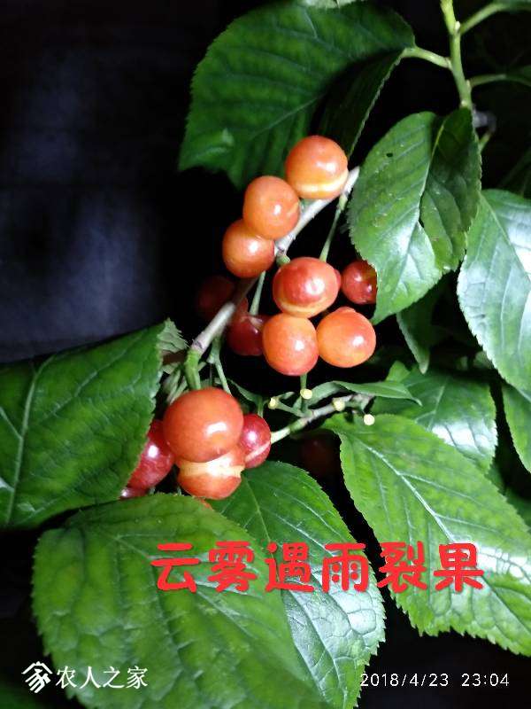 082249qoya25rlhor158ll.jpg