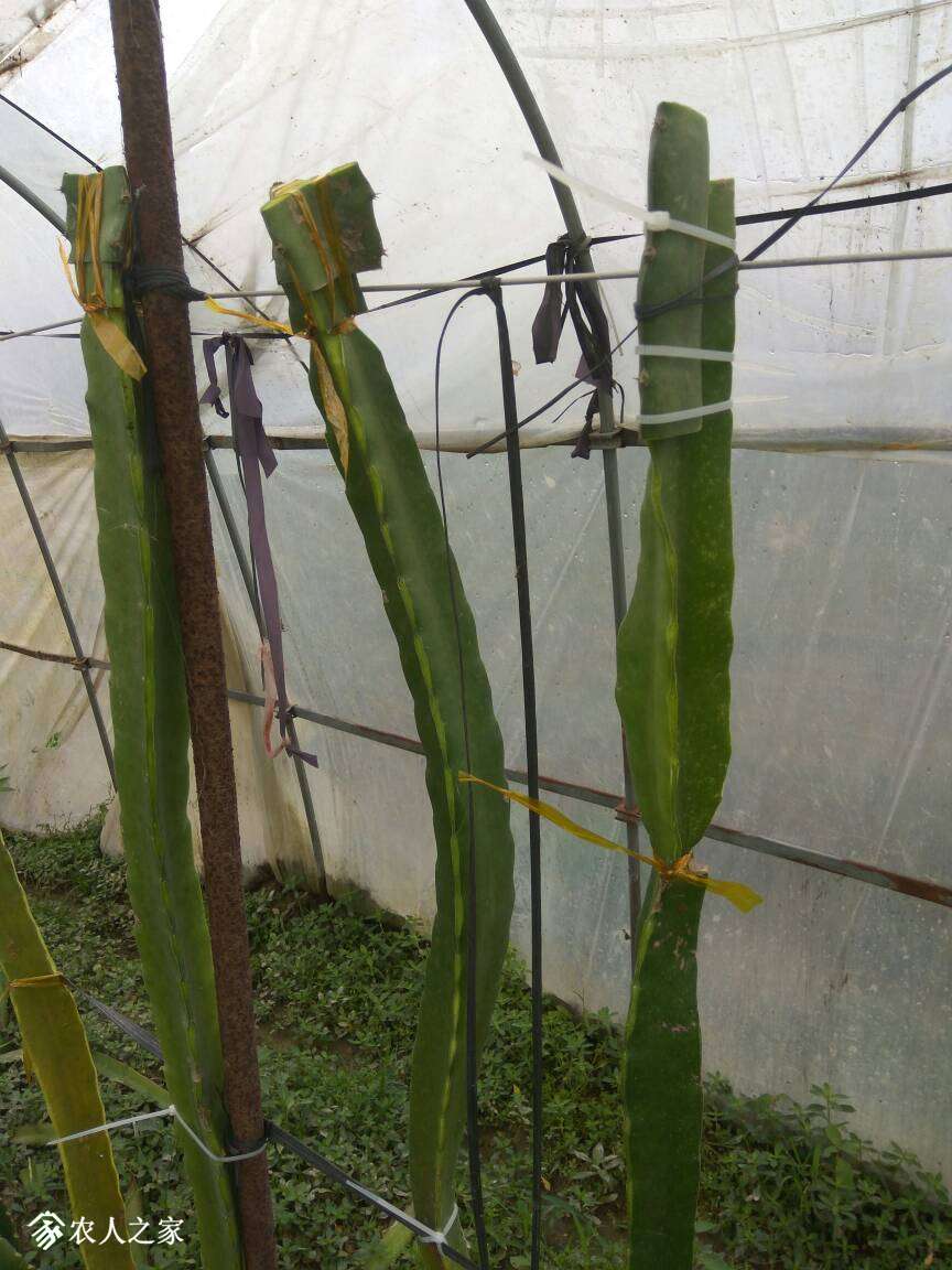 火龙果嫁接,直接嫁接到1.5米,只为快速结果