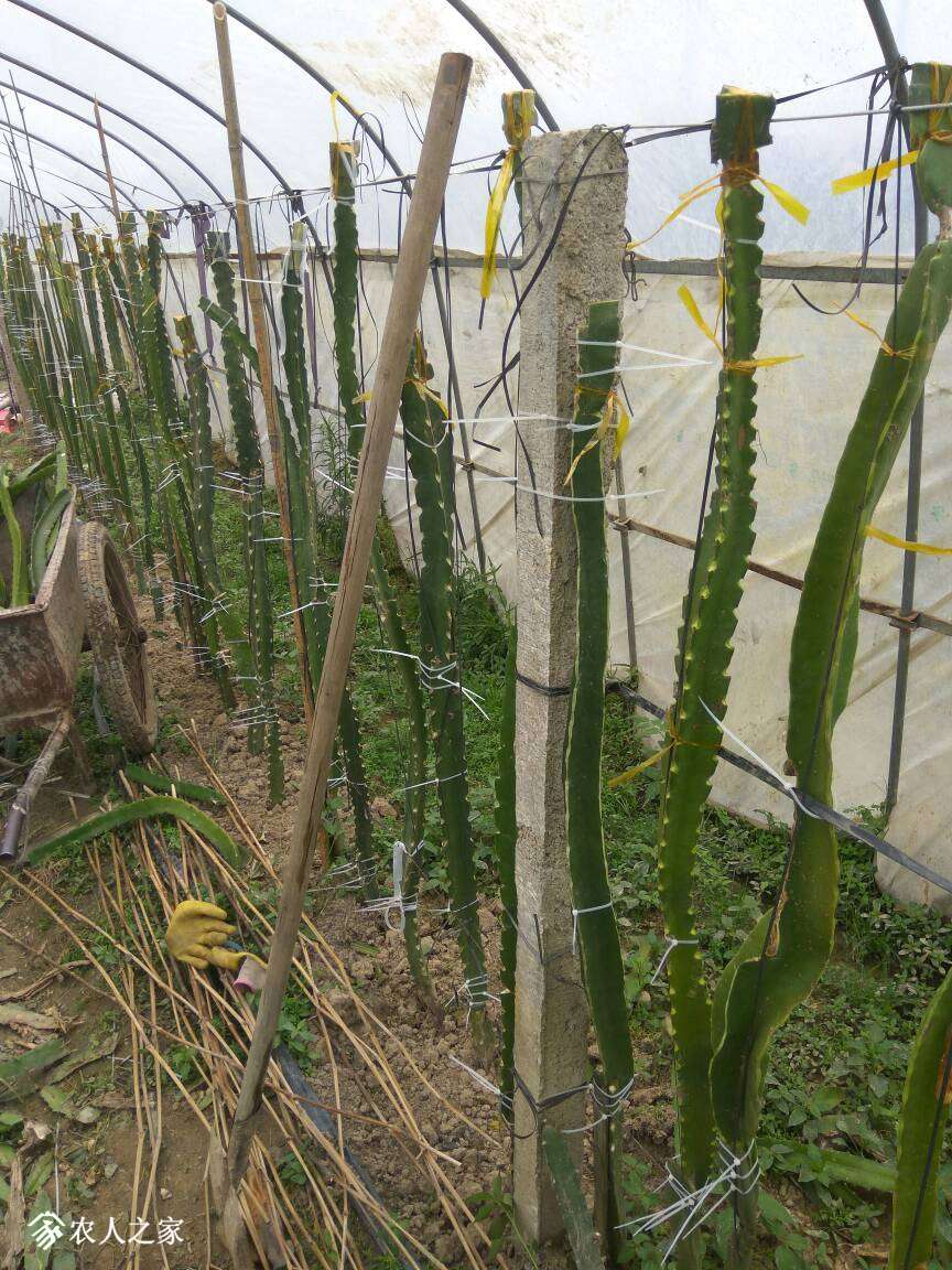 火龙果嫁接,直接嫁接到1.5米,只为快速结果