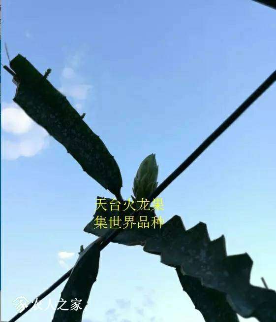 111954cpapw5r0amgipapc.jpg