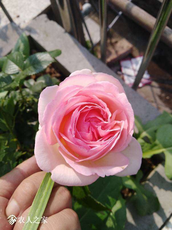 132334bd8ajh9mm6g8zh97.jpg