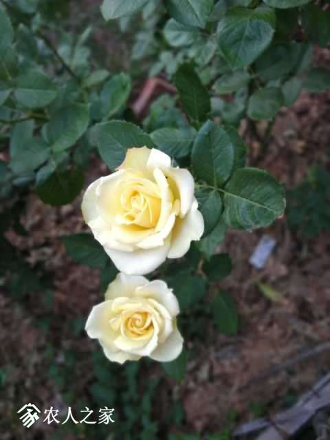 IMG_20180428_174445.jpg