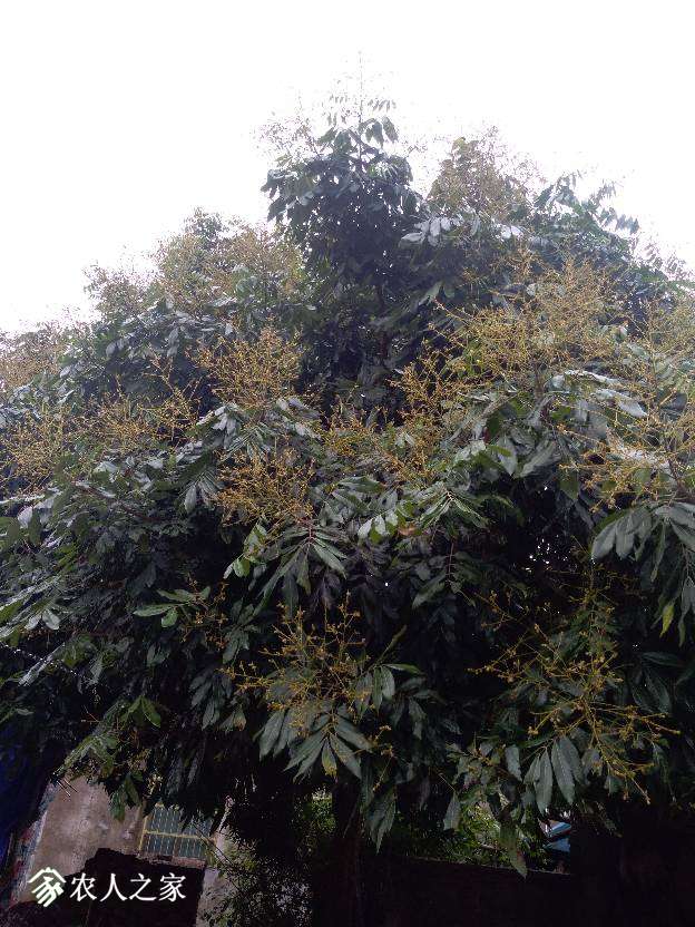 080230dzonssnfsodinlri.jpg