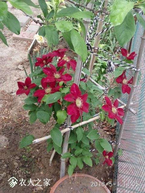 ΢��ͼƬ_201805020959365.jpg