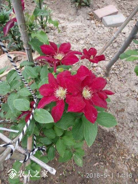 ΢��ͼƬ_20180502095936.jpg