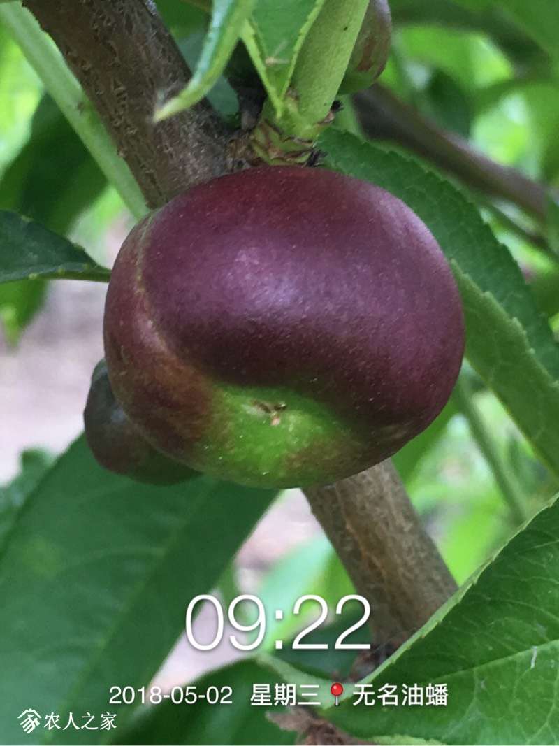 052149kpcoqizilvipacxo.jpg