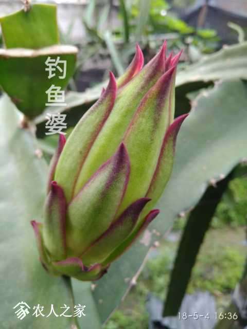 a1525434838268.jpg