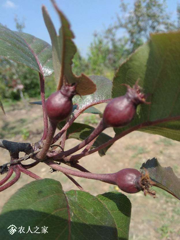 君睐红梨结果状