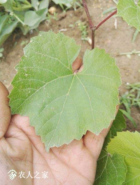 砧木品种观察之 5bb - 葡萄论坛 - 水果邦农人之家