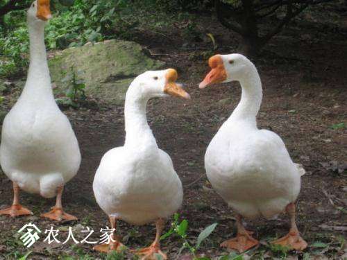 094505ywsvprpddacggcxz.jpg