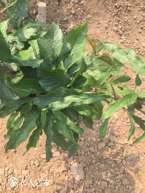 IMG_1254.JPG