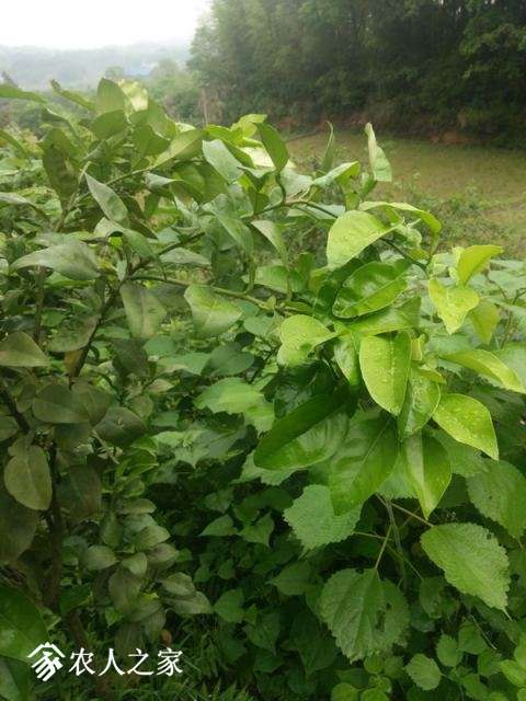 IMG_20180430_080350_С.jpg