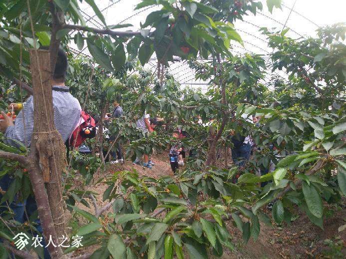 上海甜樱桃 采摘