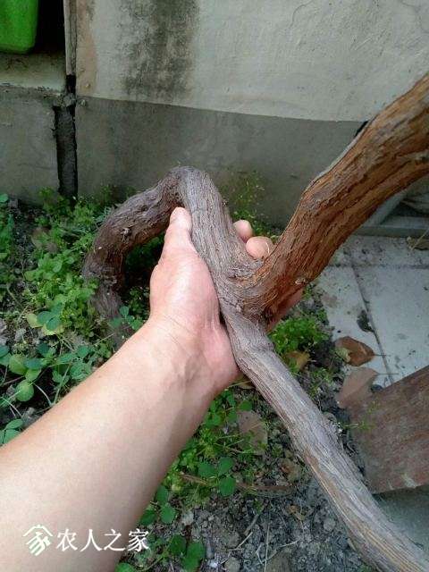 ppp7.jpg