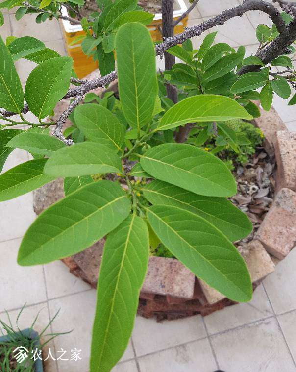 论坛 69 ≡南方果树区≡ 69 番荔枝(释迦) 69 土番根大目小果