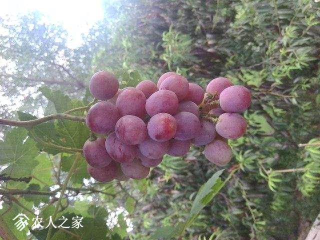 IMG_20170730_175438.jpg