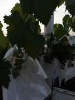 IMG_20180523_183123.jpg.JPG