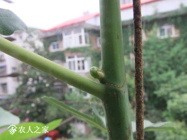 DSCF7623.JPG