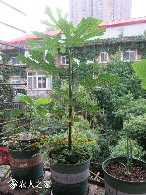 DSCF7617.JPG