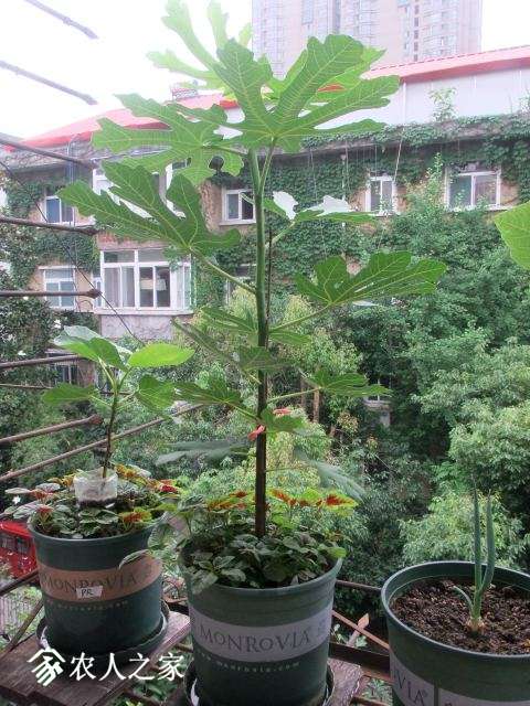 DSCF7618.JPG