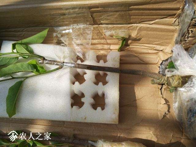 װܺ