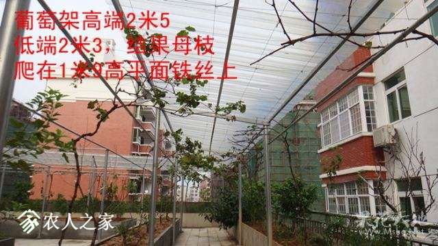 081606tee9vvegea2l428h.jpg