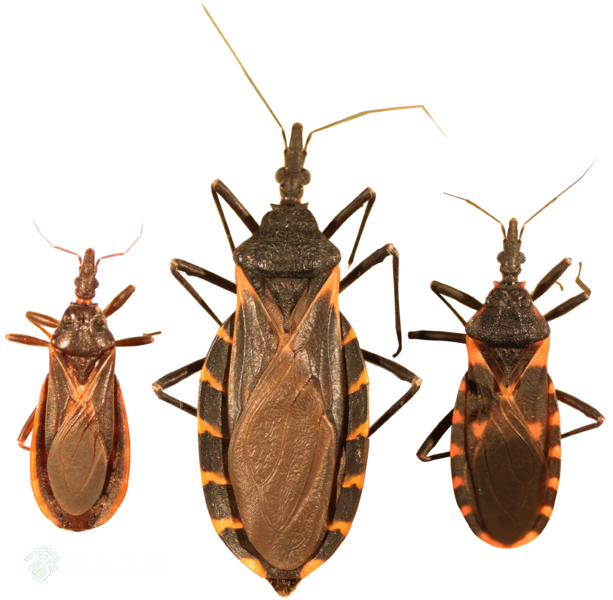 b827710eba9ead4.png