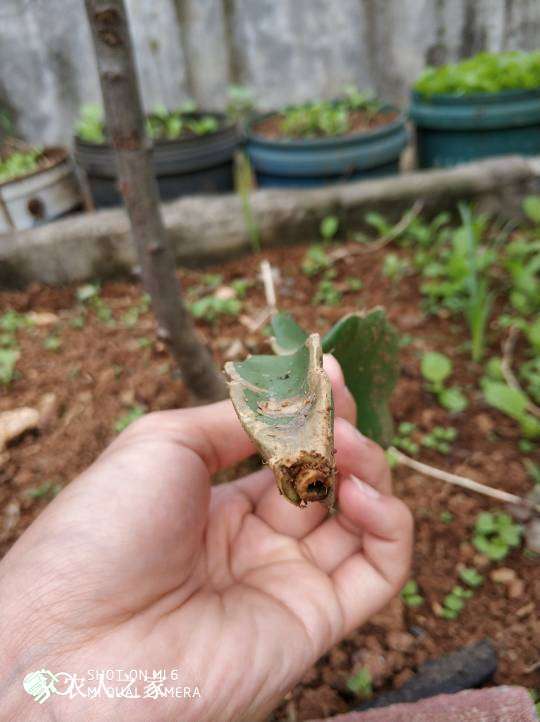 105534qca9peuuvvpebnpp.jpg
