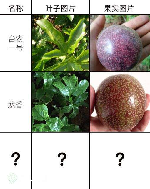 请邦友解惑,请雷锋同志上场…… - 百香果论坛 - 水果邦农人之家论坛