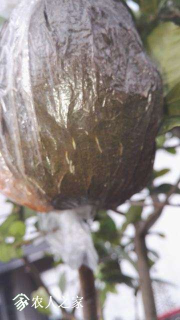 lemon 1.jpg