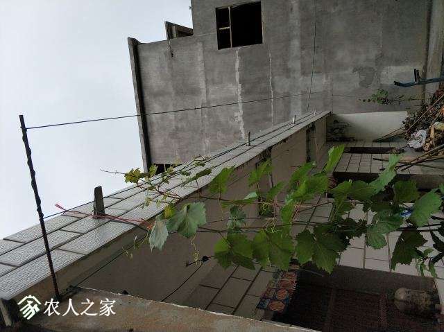 �ϰ��ܸ�˿��