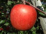 ǧٵһѵζ2.png