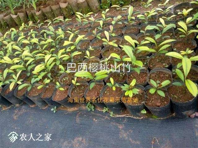 O1CN011oZxq74GmsWvbj2_!!77355240.jpg