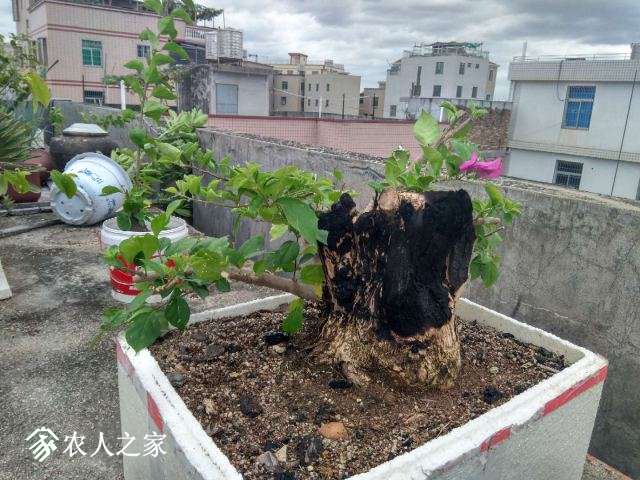 20sanjiaomei05.jpg