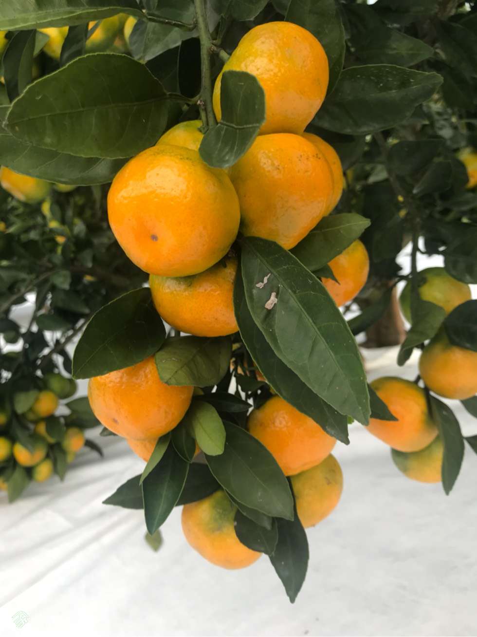 南方蜜桔图片高清(南方蜜蜂种类图片)