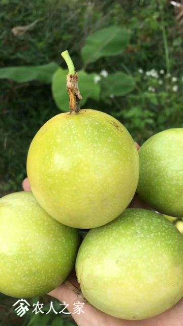ƽ