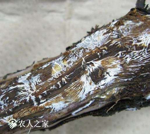05-3siromonnpabyo.jpg