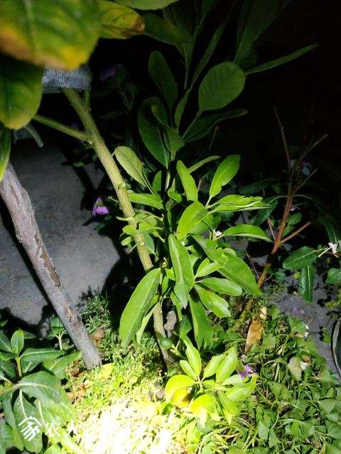 IMG_20181012_195500.jpg