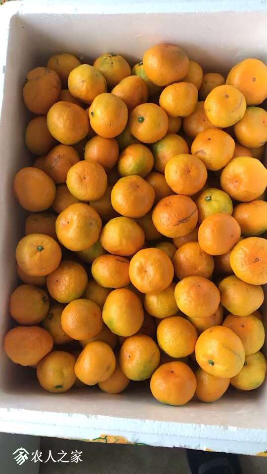 由良蜜桔大丰收 - 柑橘论坛 - 水果邦农人之家论坛