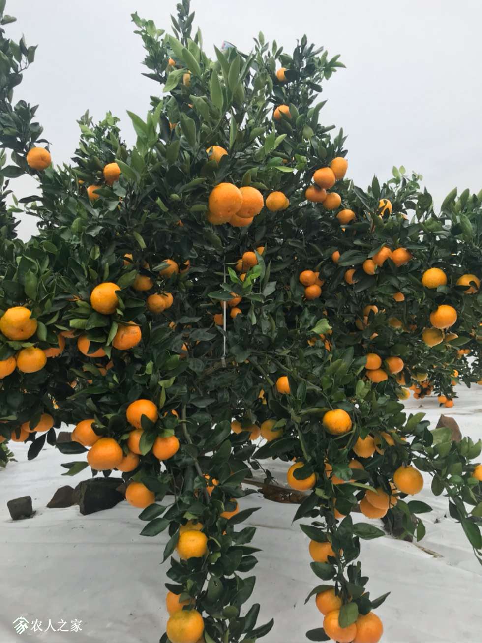 由良柑橘树长多高图片