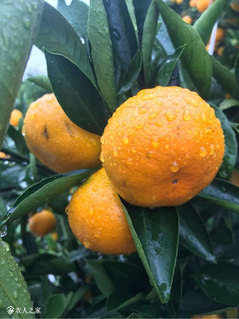 由良蜜桔大丰收