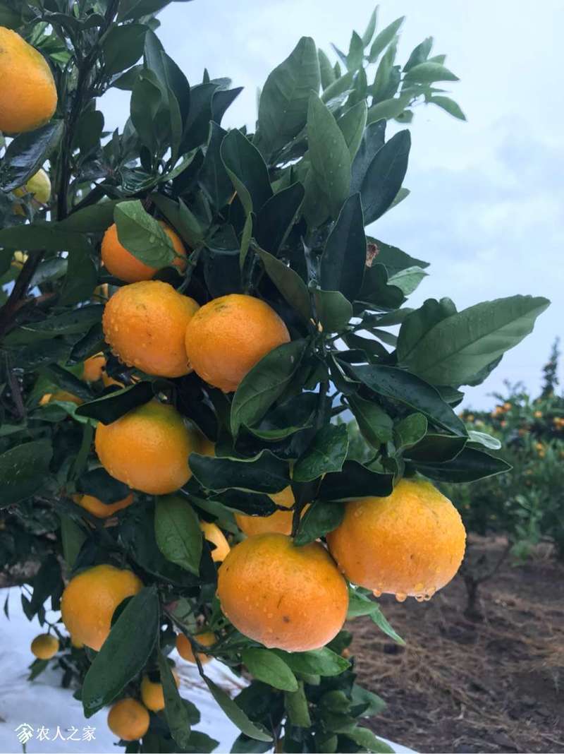 由良蜜桔大丰收 - 柑橘论坛 - 水果邦农人之家论坛