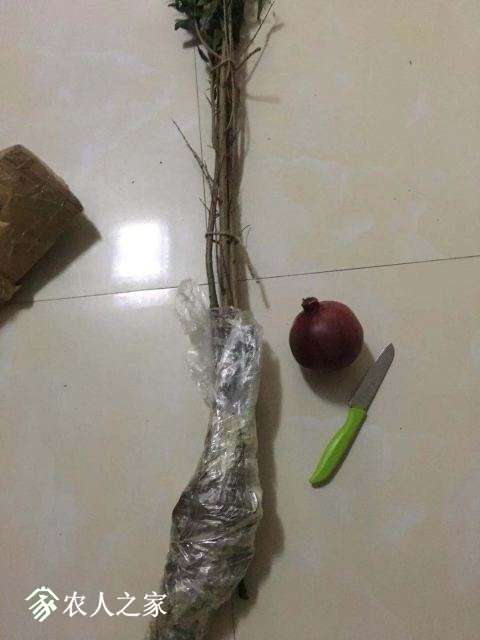 յ磬ϰܳ