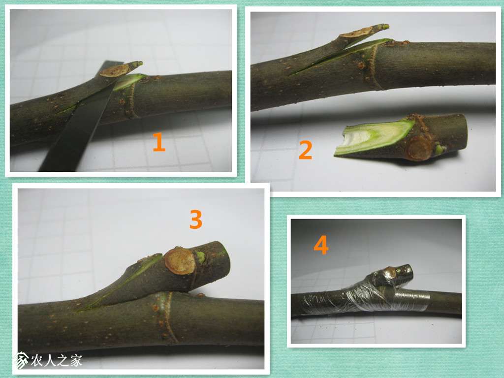 (嫁接篇 影响无花果嫁接成活因素分析以及嫁接方法使用情况调查
