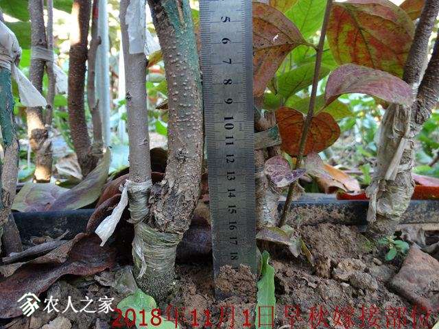 DSC04253.jpg