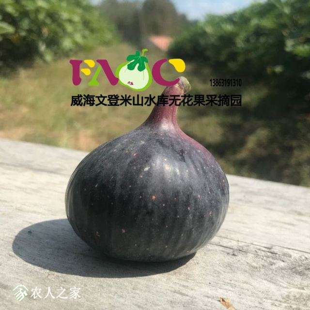 δ-1.jpg
