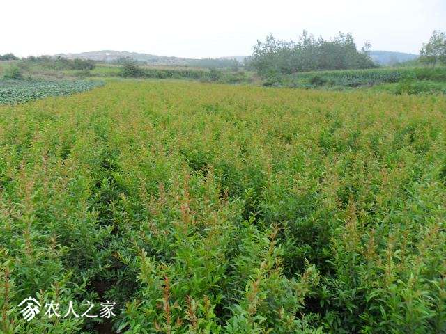 0_shiliu16_2288_20140105205226.JPG